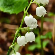 Lily of the Valley Seeds