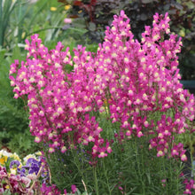 Linaria Seeds - Red