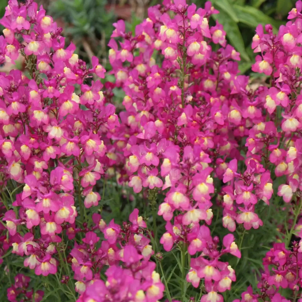 Linaria Seeds - Red