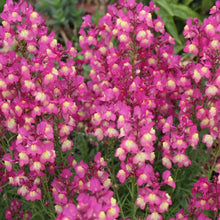 Linaria Seeds - Red