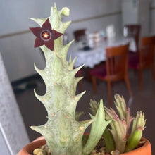 Loroco Seeds