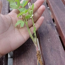 Lovage Seeds