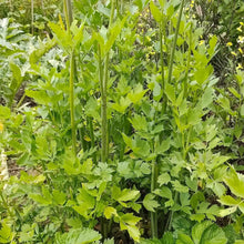 Lovage Seeds