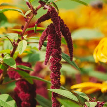 Love Lies Bleeding Amaranth Seeds