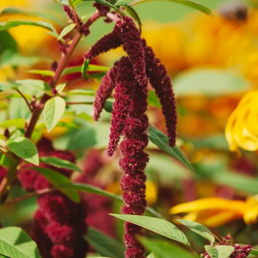 Love Lies Bleeding Amaranth Seeds
