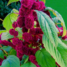 Love Lies Bleeding Amaranth Seeds