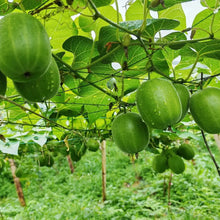 Luo Han Guo Seeds