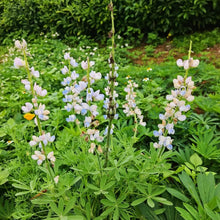 Lupini Bean Plant Seeds