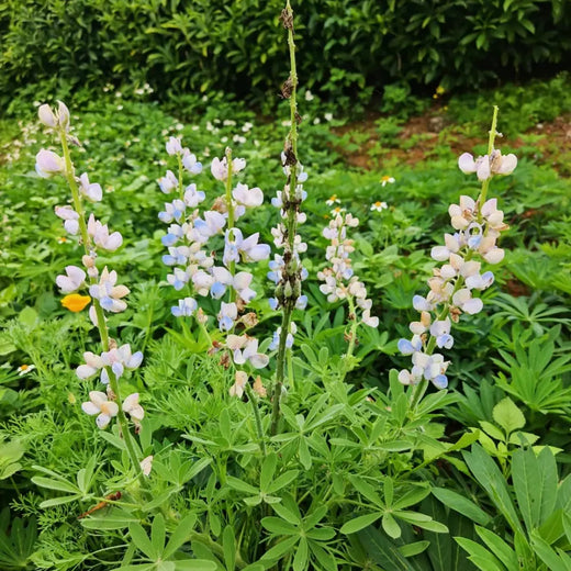 Lupini Bean Plant Seeds
