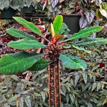 Madagascar Jewel Seeds