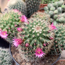 Mammillaria Cactus Seeds - Mix