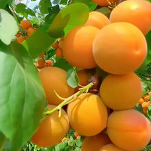 Manchurian Apricot Seeds