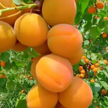 Manchurian Apricot Seeds