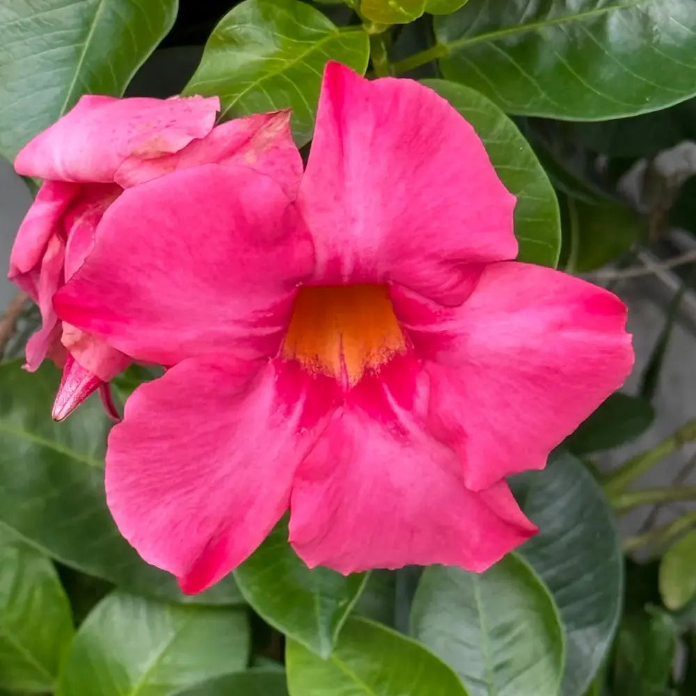 Mandevilla Seeds