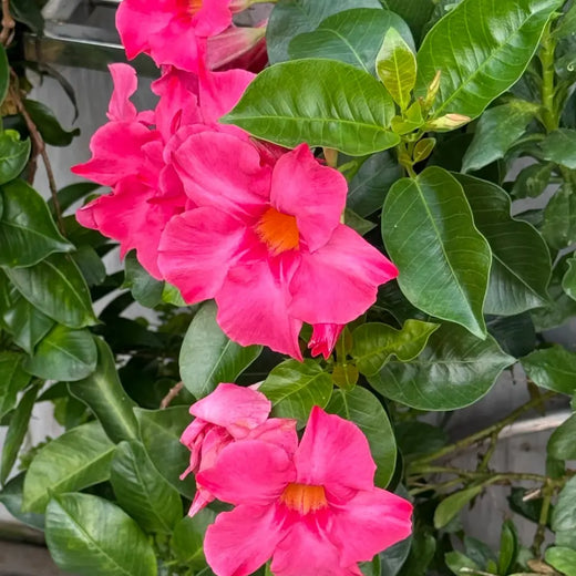 Mandevilla Seeds