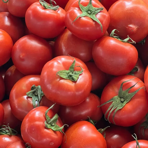 Marion Tomato Seeds