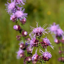 Meadow Blazing Star Seeds