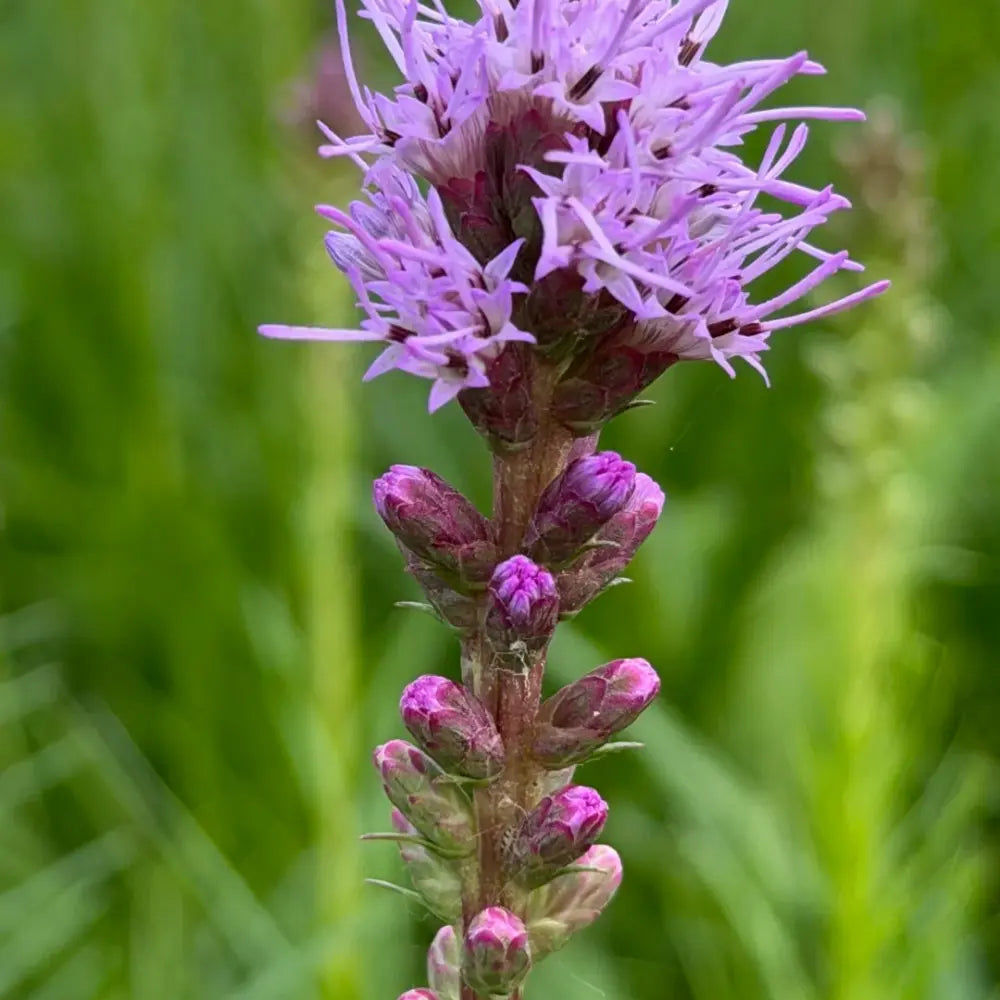 Meadow Blazing Star Seeds