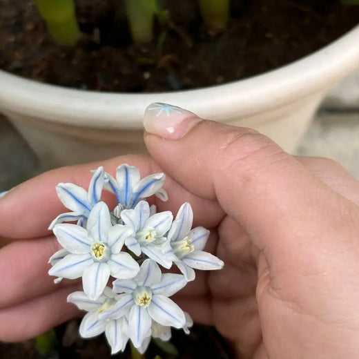 Merwilla Plumbea Seeds