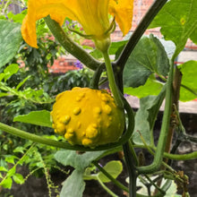 Mexican Calabash Tree Seeds