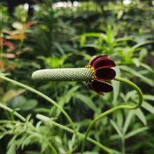 Mexican Hat Seeds