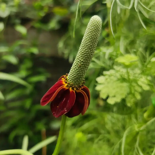 Mexican Hat Seeds