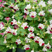 Mimulus Seeds - Mix