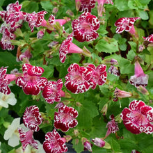 Mimulus Seeds - Mix