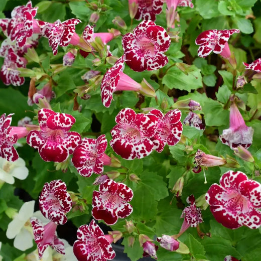 Mimulus Seeds - Mix