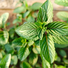 Mint Chocolate Herb Seeds