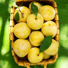 Mirabelle Plum Tree Seeds