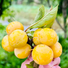 Mirabelle Plum Tree Seeds