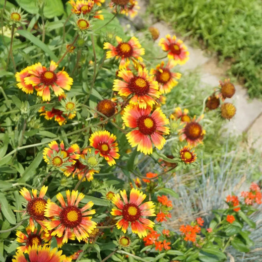 Mix Blanket Flower Seeds