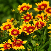 Mix Blanket Flower Seeds