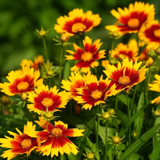 Mix Blanket Flower Seeds
