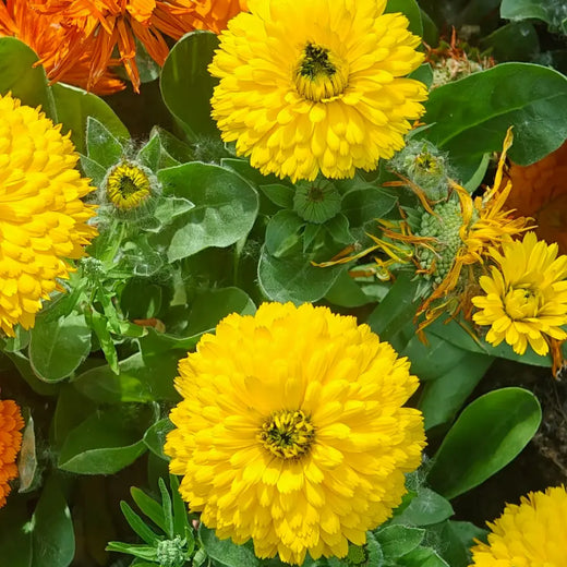 Mix Calendula Seeds