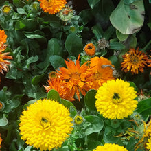 Mix Calendula Seeds