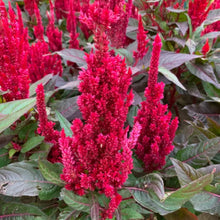 Mix Celosia Seeds