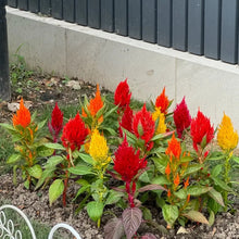 Mix Celosia Seeds