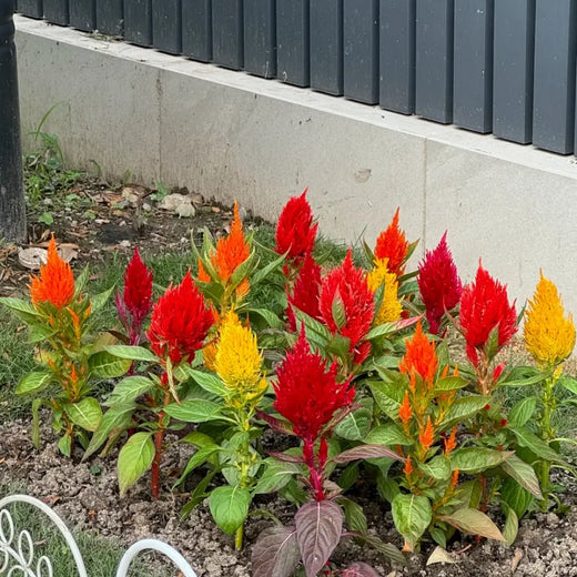 Mix Celosia Seeds