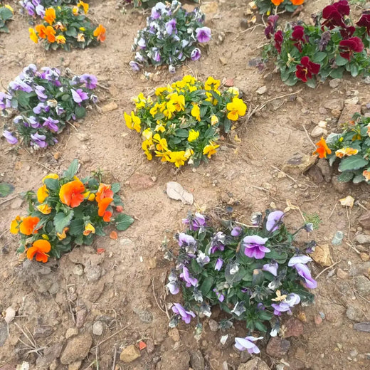Mix Viola Seeds