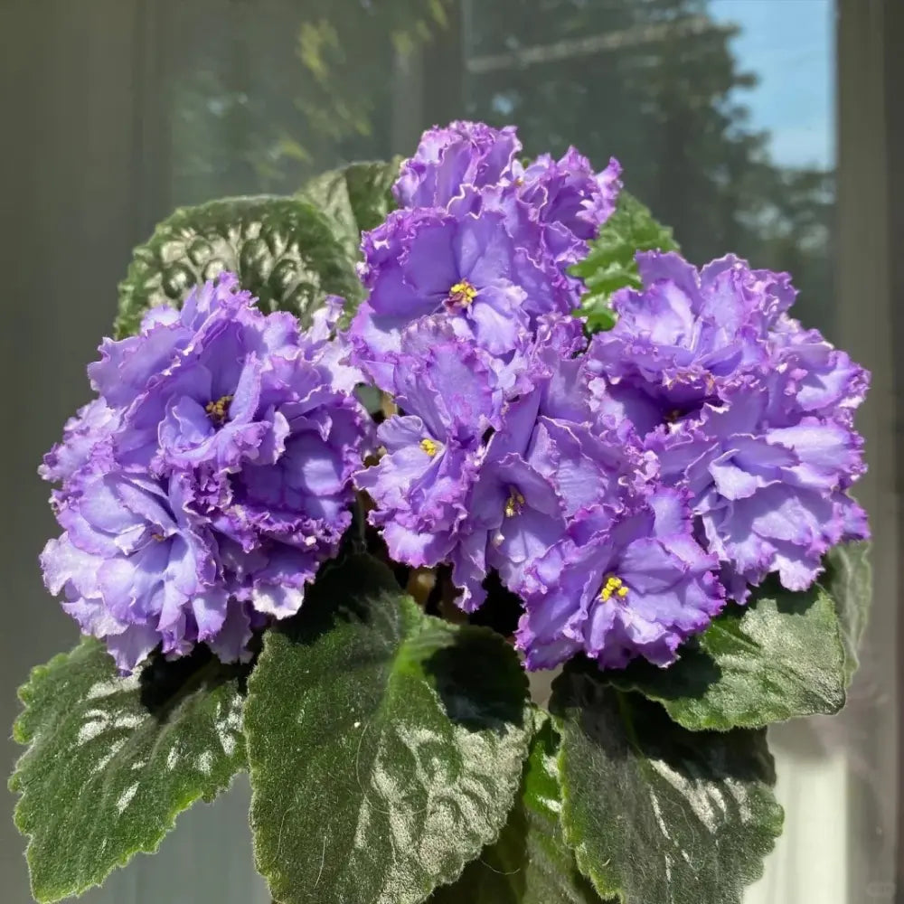 Mixed African Violet Seeds
