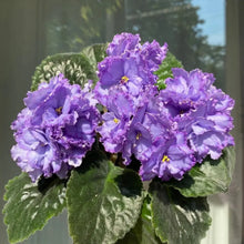 Mixed African Violet Seeds