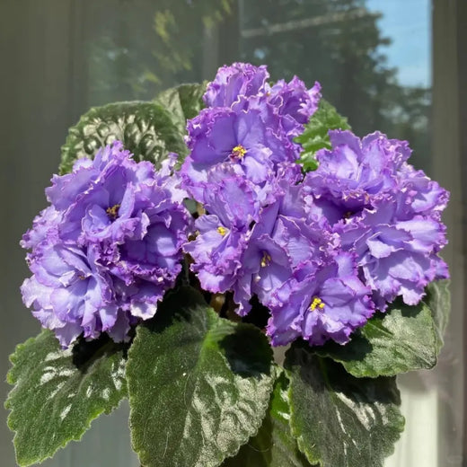 Mixed African Violet Seeds