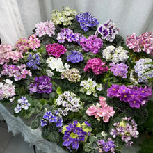 Mixed African Violet Seeds