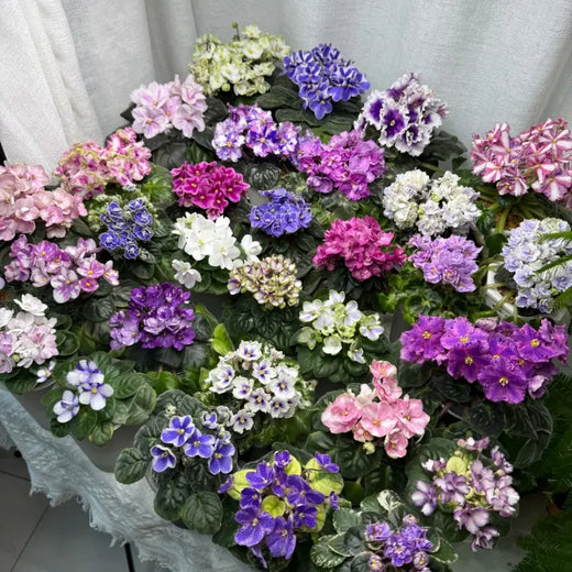 Mixed African Violet Seeds
