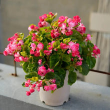 Mixed Begonia Flower Seeds