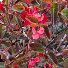 Mixed Begonia Flower Seeds
