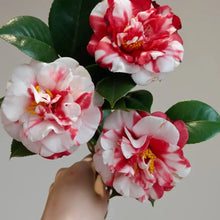Mixed Camellia Flower Seeds
