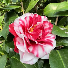 Mixed Camellia Flower Seeds